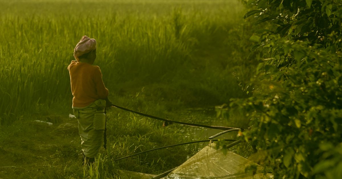 Indian farmer in a green paddy field at sunrise during the kharif season