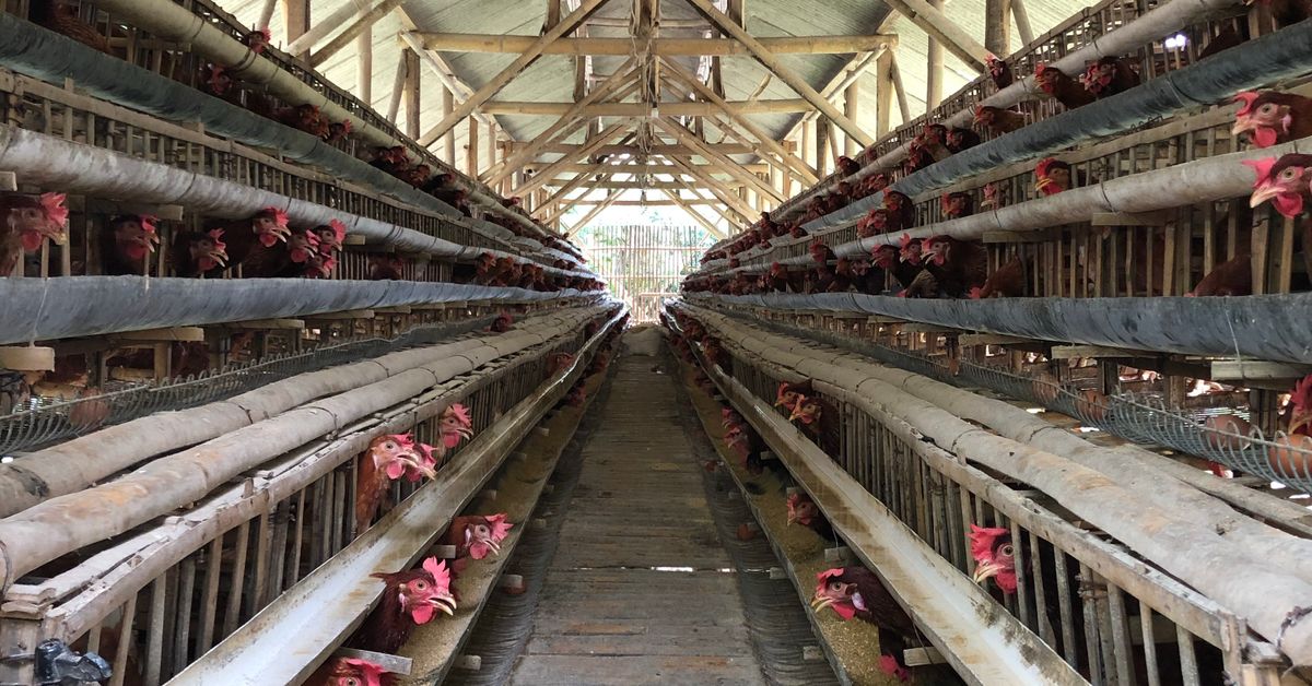 Hens inside an organised poultry farm shed, poultry farm in India
