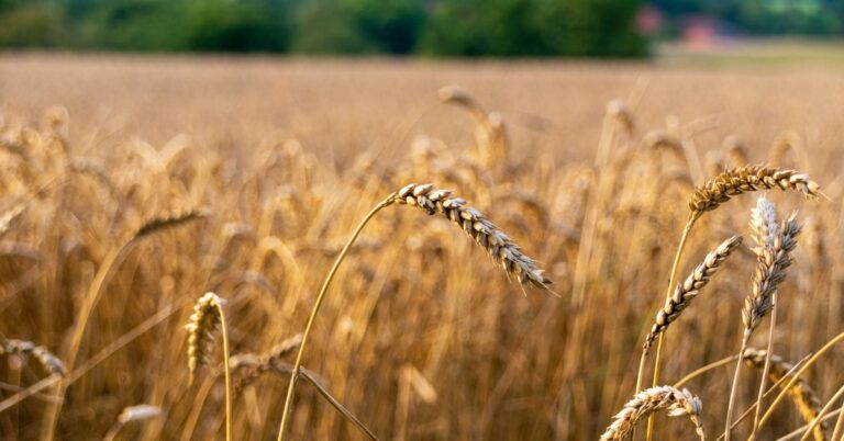 Golden wheat field close-up, rabi MSP 2027-28 support prices