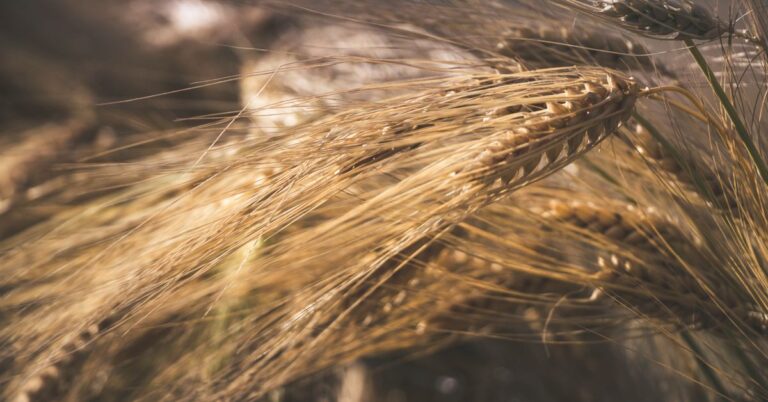 Golden wheat field ready for harvest, wheat rate today guide