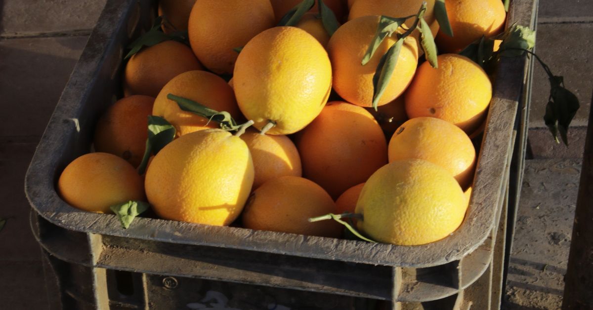 Fresh oranges in a crate, winter fruits in India